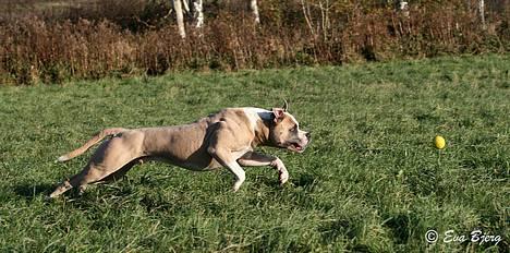 Amerikansk bulldog Hamsom Bull´s Mr. Jacker - **NYT** 4/11-2006 billede 4