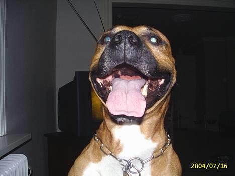 Amerikansk staffordshire terrier Battle of evermore - smil....... billede 10