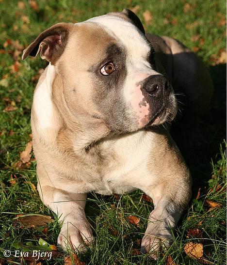 Amerikansk bulldog Hamsom Bull´s Mr. Jacker - **NYT** 4/11-2006 billede 5