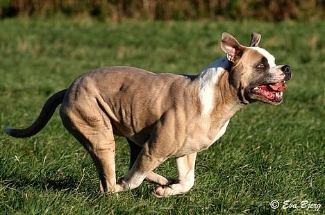 Amerikansk bulldog Hamsom Bull´s Mr. Jacker - **NYT** 4/11-2006 billede 6