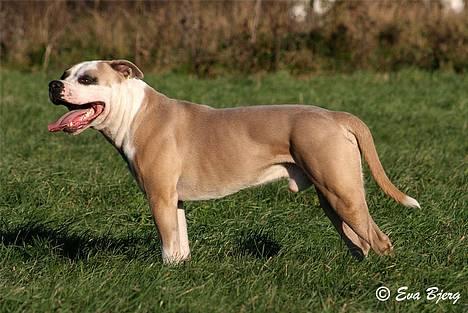 Amerikansk bulldog Hamsom Bull´s Mr. Jacker - **NYT** 4/11-2006 billede 7