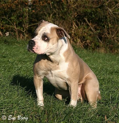 Amerikansk bulldog Hamsom Bull´s Mr. Jacker - **NYT** 4/11-2006 billede 8