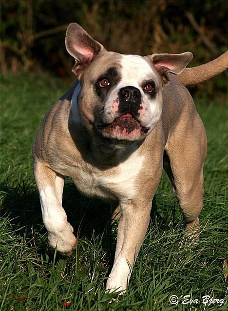 Amerikansk bulldog Hamsom Bull´s Mr. Jacker - **NYT** 4/11-2006 billede 9