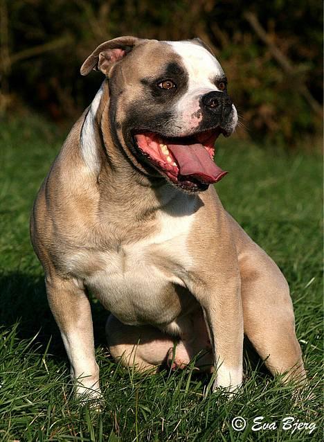 Amerikansk bulldog Hamsom Bull´s Mr. Jacker - **NYT** 4/11-2006 billede 10