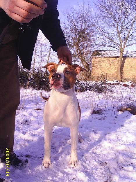 Amerikansk staffordshire terrier DK Staff`s Flower Power - Han er så smuk altså.... billede 9