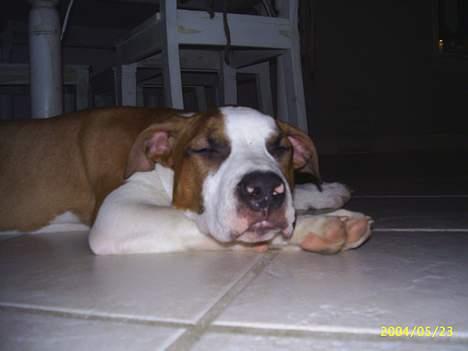 Amerikansk staffordshire terrier DK Staff`s Flower Power billede 10