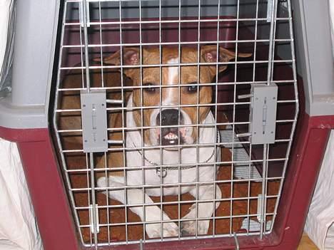 Amerikansk staffordshire terrier Xena. (Loppe) - Loppe keder sig i buret og underholder alle på udstillingerne. billede 9