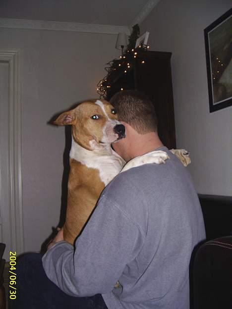 Amerikansk staffordshire terrier Xena. (Loppe) - ELSKER far. billede 10