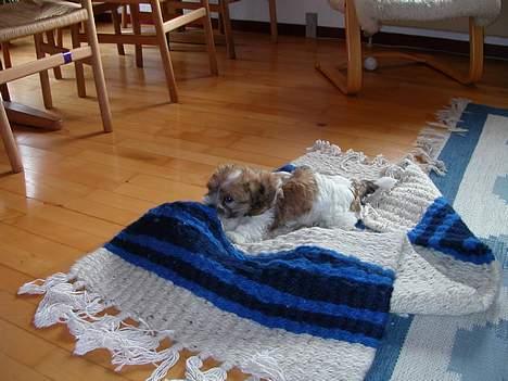 Coton de tulear Miki - Han kunne godt lide at bide i det tæppe :) billede 10