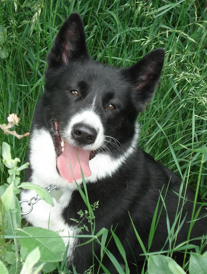 Karelsk bjørnehund Talli R.I.P 21 maj 2010 - nyt billede 1