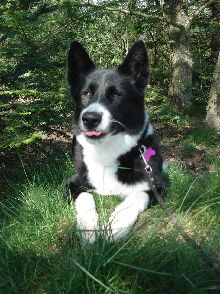 Karelsk bjørnehund Talli R.I.P 21 maj 2010 billede 2