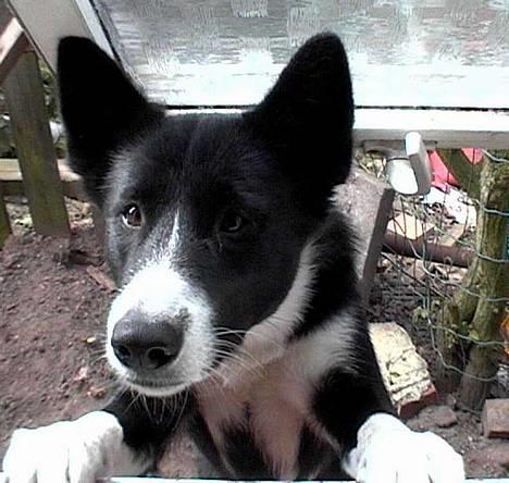 Karelsk bjørnehund Talli R.I.P 21 maj 2010 billede 3