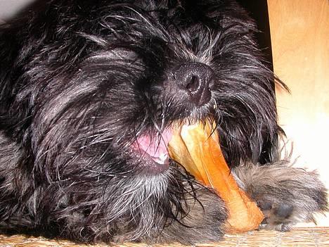 Lhasa apso Arthur billede 10