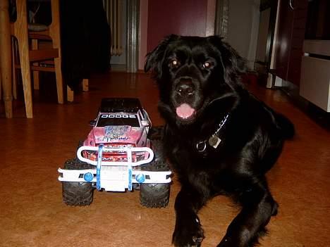 Blanding af racer Gissa - se hvor fint jeg kan ligge ved den fjernstyret bil jeg er mest bange for hehe billede 1