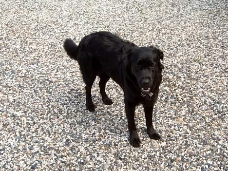 Blanding af racer Gissa - er hun ik sød billede 2