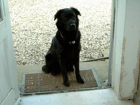 Blanding af racer Gissa - må jeg komme ind? billede 3