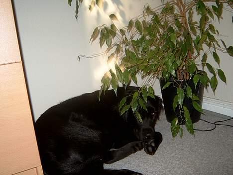 Blanding af racer Gissa - iii altså gider du lige at jeg sover !! billede 4