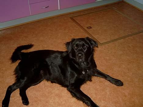 Blanding af racer Gissa - se mig billede 5