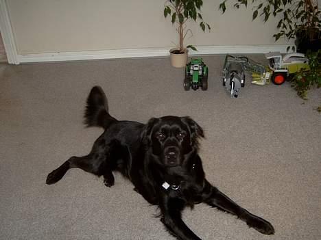 Blanding af racer Gissa - hej hej billede 6