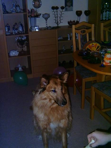 Blanding af racer Bella billede 6