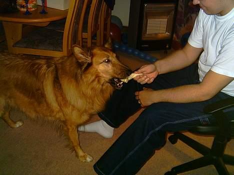 Blanding af racer Bella billede 7