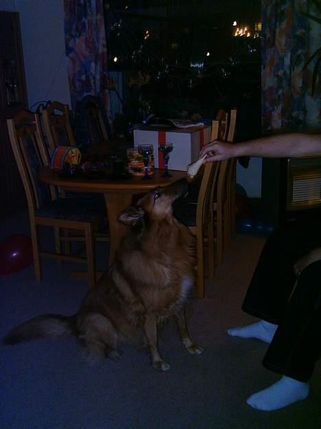 Blanding af racer Bella billede 8