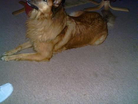 Blanding af racer Bella billede 9