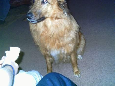 Blanding af racer Bella billede 10