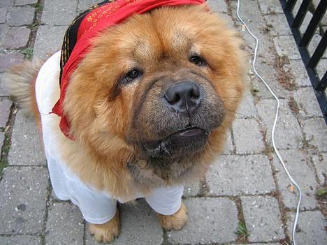 Chow chow carlo - På Ærø - Pirathunden Carlo billede 1