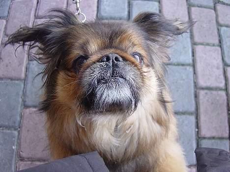 Pekingeser Buster billede 1