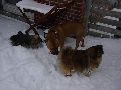 Pekingeser Buster billede 2