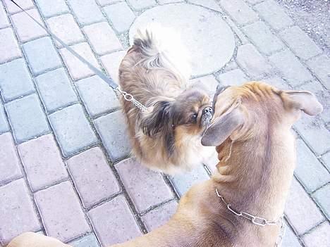 Pekingeser Buster billede 3