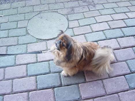 Pekingeser Buster billede 4