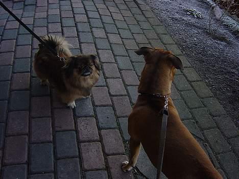 Pekingeser Buster billede 5