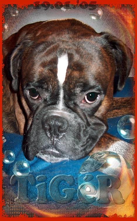 Boxer TiGeR - "Gab . . .sengetid, - TiGéR elsker sin nylon-Seng !! billede 1