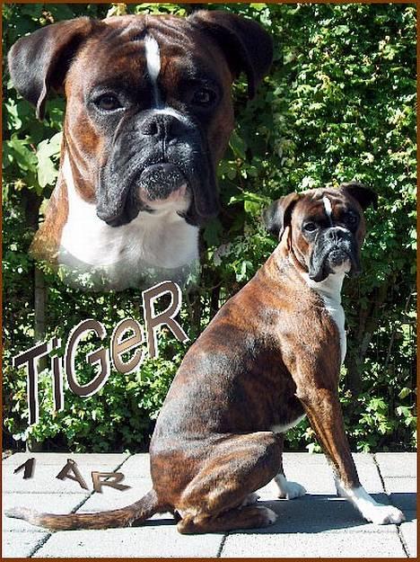 Boxer TiGeR - Dette billed er lavet til brug på Boxer-klubbens database !! billede 2