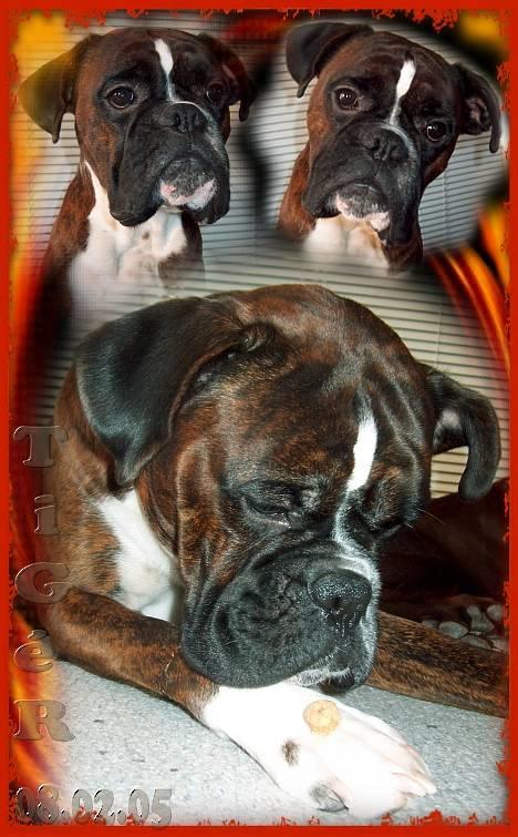 Boxer TiGeR - 8 februar ..  TiGéR-MiX . . Uha´ de kiks er for lækre !! billede 3