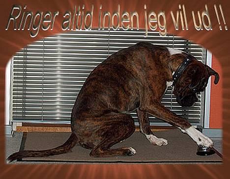 Boxer TiGeR - Tiger er altså skør . . han lærte som hel lille at,skal man ud, ja så måtte man ringe for at komme ud .. og det gør han stadig!! billede 4