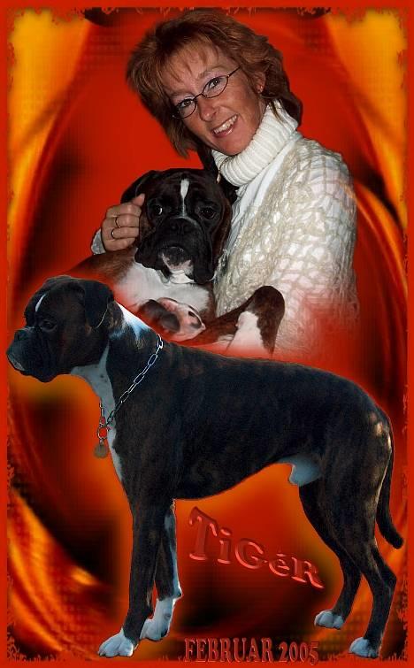 Boxer TiGeR - TiGéR elsker at hygge på skødet ;-D . .Han tror han er meget lille !! billede 5