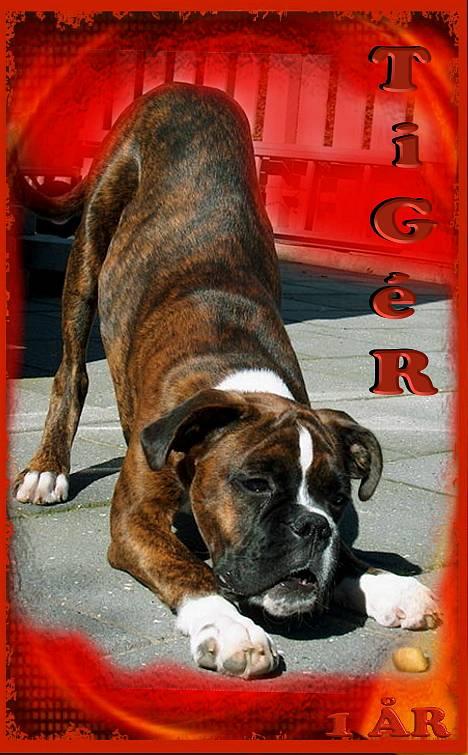 Boxer TiGeR - Tjaee svært at modstå en god bid billede 7