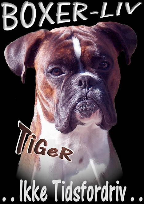 Boxer TiGeR - Dette er et foto der blev lavet i anledning af Hærvejsmarchen. Billedet blev trykt p T-Shirt´s billede 8