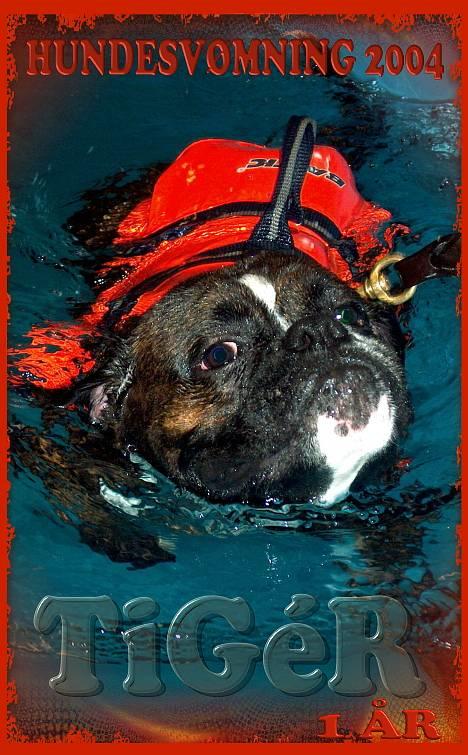 Boxer TiGeR - TiGéR´s 1. tur i svømmebassin præcis 1 år gammel!!  Vil klart anbefale " Midtjysk Hundecenter", en oplevelse værd!! billede 9