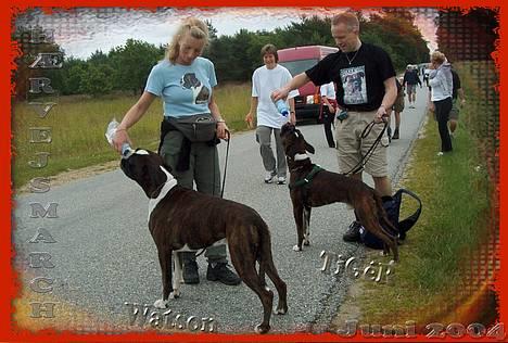 Boxer TiGeR - Boxer ophold på Hærvejsmarch juni 2004 .. . Familie rutern: 2x 20 km billede 10