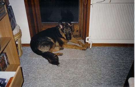 Blanding af racer Kino *RIP* - Åben nu den dør, istedet for at tage billeder hele tiden! billede 9