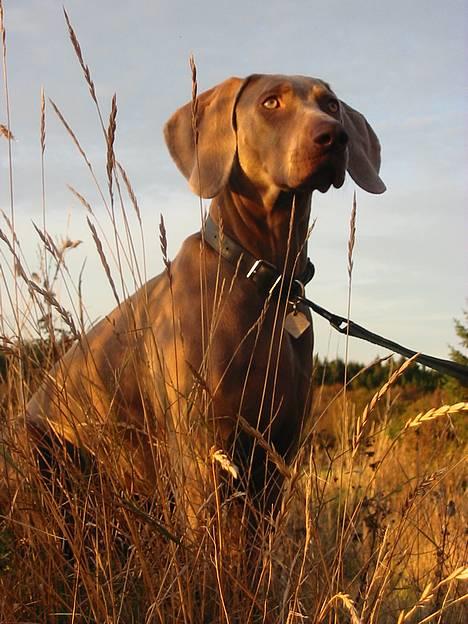 Weimaraner Natacha - 2006 billede 1