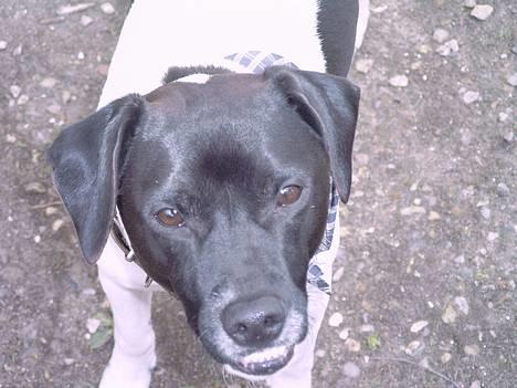 Dansk svensk gaardhund Biffer - Ja så klap mig dog............fjols*G* billede 1