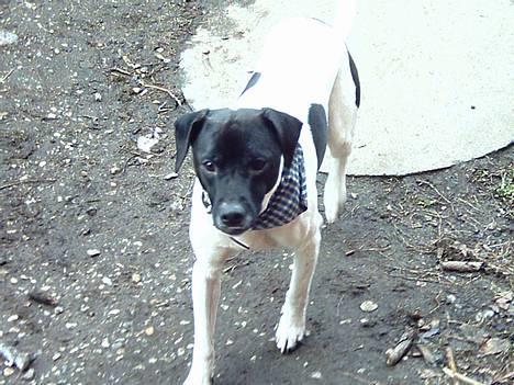 Dansk svensk gaardhund Biffer billede 2