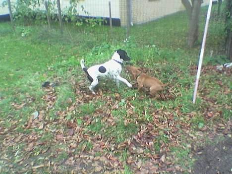 Dansk svensk gaardhund Biffer - Biffer og vizlae´n spike leger.........Spiker er også her på siden billede 3