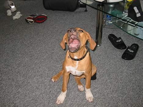 Amerikansk staffordshire terrier Killah - vuf vuf billede 1