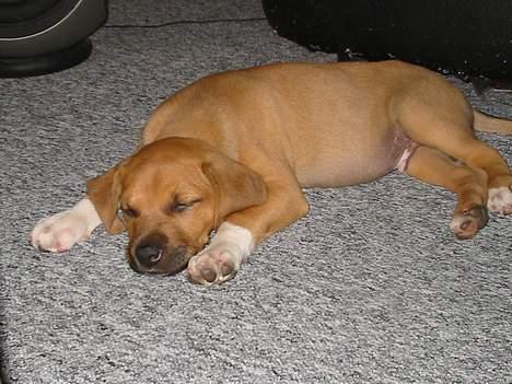 Amerikansk staffordshire terrier Killah - 8 uger gammel det er sku hårdt og være hund :) billede 2